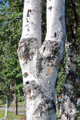 Obraz premium Closeup on birch tree