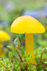 Tiny yellow fungi in the moss