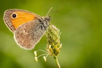 Small heath butterfly (Coenonympha pamphilus)