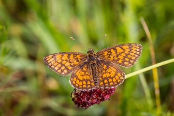 Fototapeta na wymiar Heath fritillary butterfly (Melitaea athalia)