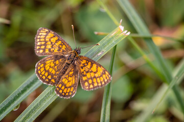 Heath fritillary butterfly (Melitaea athalia)