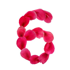 Natural floral character 6 from petals isolated on white background. Number made from pink rose, peony or tulip petals