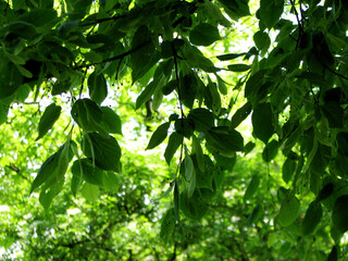 Green leaves in the sun