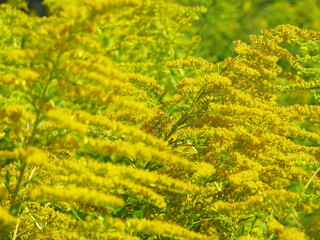 Yellow flowers in the meadow.