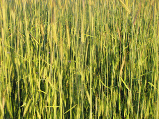 Green wheat field in summer