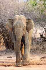 The Sri Lankan elephant (Elephas maximus maximus), adult male. Adult elephant in dry bush with...
