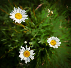 Wild white flowers with blurred green background
