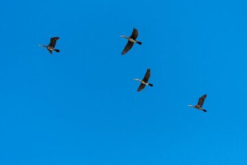 Four Cormorants Flying to the Next Lake on a Sunny Autumn Day