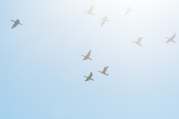 A Flock of Cormorants Flying like Icarus too near to the Sun