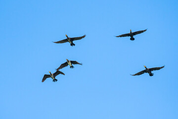 A Flock of Cormorants Flying towards Sunrise