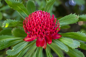 Waratah Red Tree Flower from South Africa