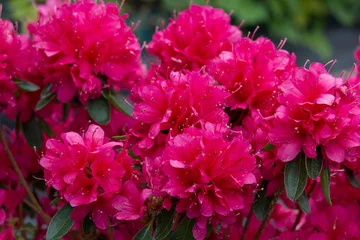 Foto auf Acrylglas Azalee Blühende rosa Azaleenblumen in einem Garten