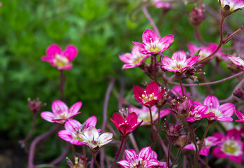 Fototapeta na wymiar pink flowers in a garden