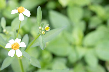 White flowers in the garden Copy space