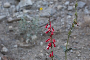 Raceme inflorescences of red bloom from Eaton Fireflower, Penstemon Eatonii, Plantaginaceae, native hermaphroditic herbaceous perennial in the San Bernardino Mountains, Transverse Ranges, Summer.