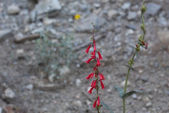 Raceme inflorescences of red bloom from Eaton Fireflower, Penstemon Eatonii, Plantaginaceae, native hermaphroditic herbaceous perennial in the San Bernardino Mountains, Transverse Ranges, Summer.