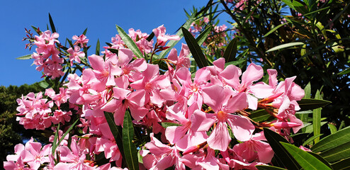 Panorama of pink Nerium or Nerium oleander flowers.