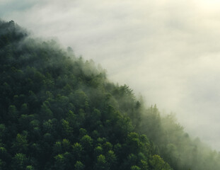Fototapeta na wymiar clouds in the forest