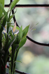 Bamboo Bonsai