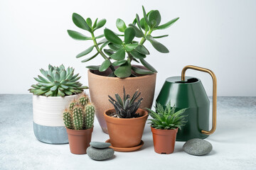 Various succulents in pots and watering can on table indoor. Plant transplantation. Concept of indoor garden home