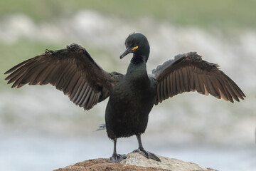 The common shag (Phalacrocorax aristotelis) standing with spread wings to dry its not waterproof plumage