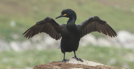 The common shag (Phalacrocorax aristotelis) standing with spread wings to dry its wings as their plumage is not waterproof