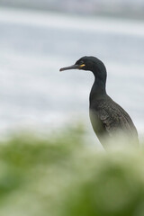 Common shag (Phalacrocorax aristotelis)