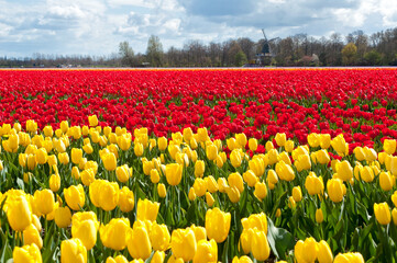 Fototapeta premium Beautiful tulip field and Dutch windmill. Spring red and yellow tulips, Netherlands (Holland) 