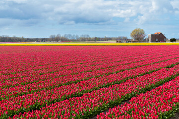 Beautiful tulip field and Dutch windmill. Spring red and yellow tulips, Netherlands (Holland)
