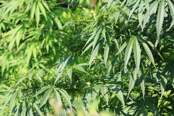 Camaïeu de verts, feuilles de Cannabis