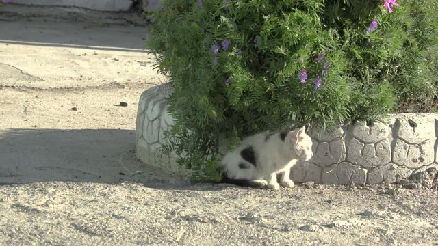 A lonely stray kitten watching traffic pass by from his hiding place at a remote truck stop in Kazakhstan