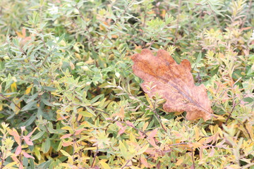 A close up of a green field