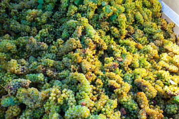 Image of fresh green grape bunches in sunny day after harvesting