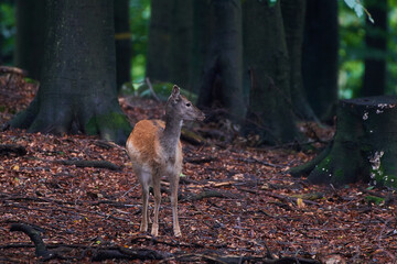 Female fallow deer in Carpathian forest, Slovakia, Europe
