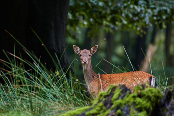 Female fallow deer in Carpathian forest, Slovakia, Europe