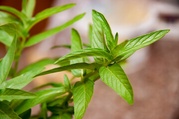 fresh mint plants.