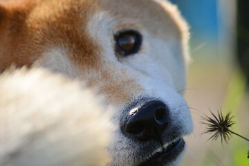 こちらを振り向く柴犬