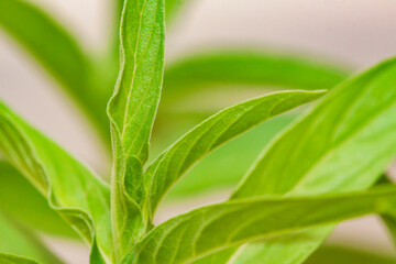 close up of green leaves of mint