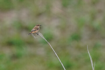 common stonechat on grass