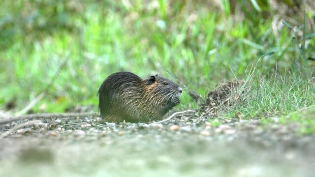 Wild Muskrat eating in National Park 