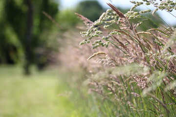 blé