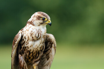 Naklejka na ściany i meble The saker falcon (Falco cherrug) portrait. Portrait of a big falcon with a green background.