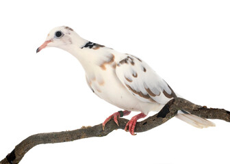 African collared dove