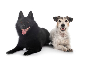 old jack russel terrier and Schipperke