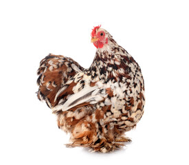 Pekin Bantam in studio