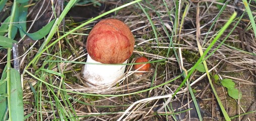 mushroom in the grass