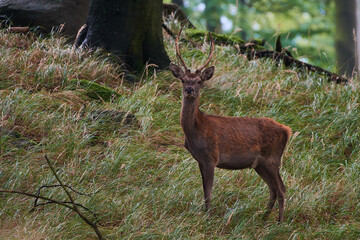 Young red deer in amazing Carpathian forest, Slovakia, Europe
