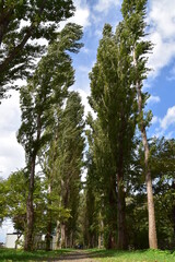 The view of Hokkaido University in Sapporo City, Japan