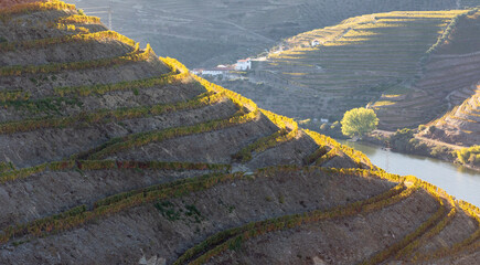 view of the vineyards of the douro valley with autumn cores - Portugal.