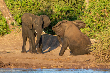 Two young elephant bulls play fighting at the edge of Chober River in Botswana